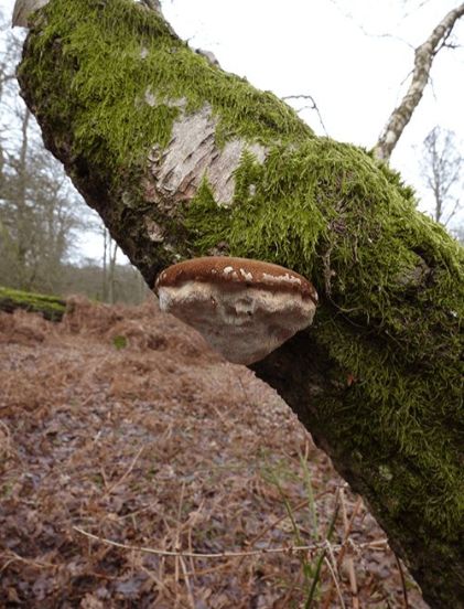 Over-mature fruit body with a distinct separation between upper surface and tube layer on birch in the New Forest, UK.